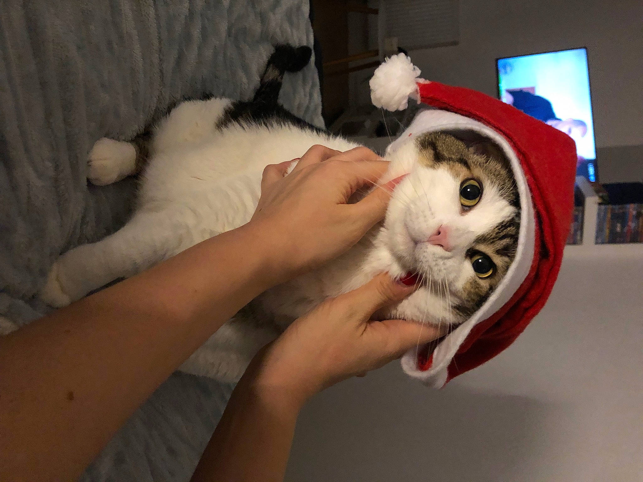 Kuma participe au concours pour gagner de l'argent avec cette photo : canidae, carnivore, cat, claw, comfort, companion_dog, domestic_short_haired_cat, ear, fawn, felidae, finger, fur, hand, nail, paw, small_to_medium_sized_cats, tail, toy, whiskers