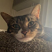 Maxie is registered to the contest to win money with this photo: cat, tabby, close_up, resting, carpet, indoor, pet, whiskers, ears, face, window, natural_light, feline, relaxed, fur, home, cozy, animal, portrait, domestic_cat