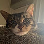 animal, carpet, cat, close_up, cozy, domestic_cat, ears, face, feline, fur, home, indoor, natural_light, pet, portrait, relaxed, resting, tabby, whiskers, window