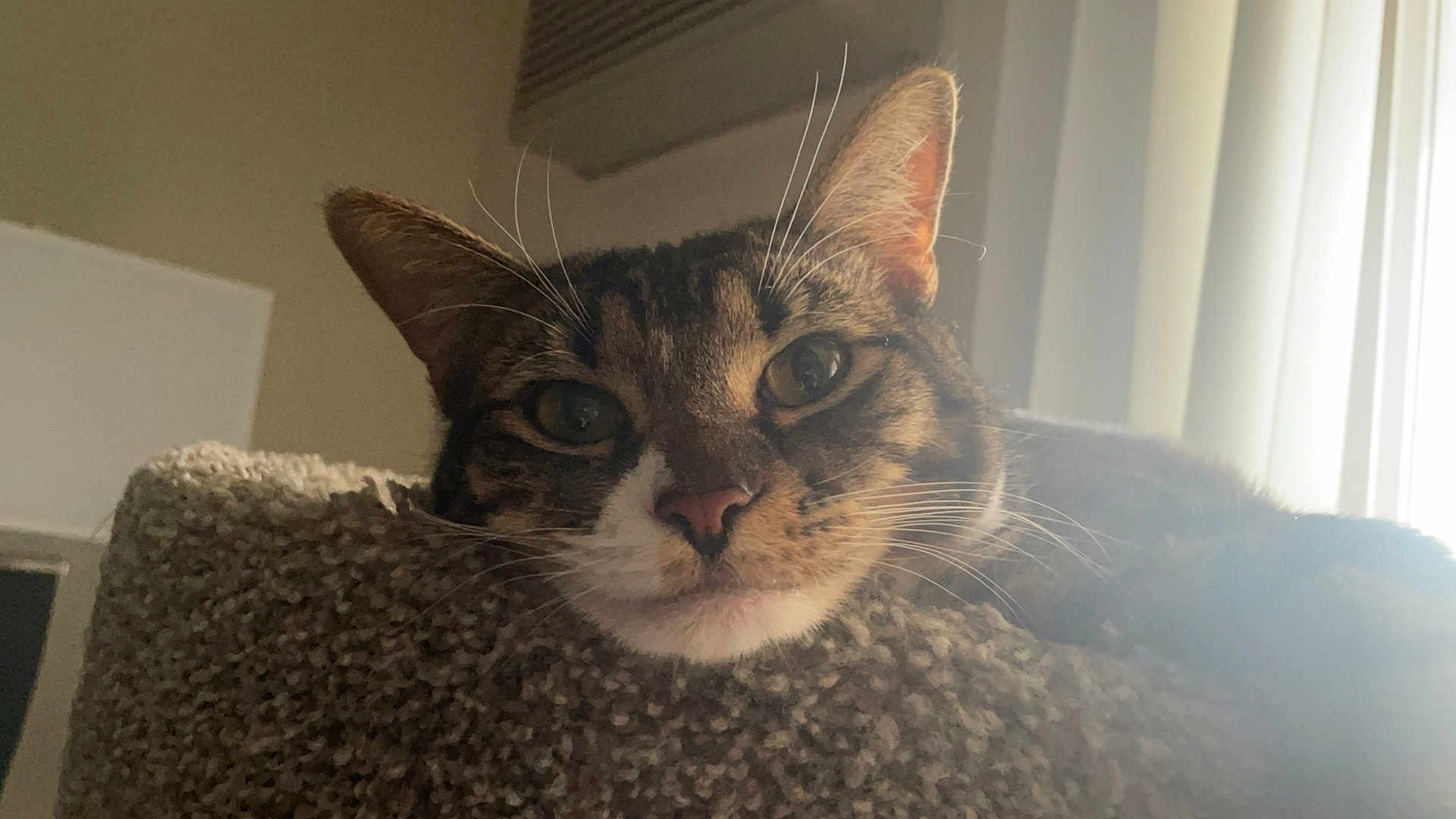 Maxie is registered to the contest to win money with this photo: cat, tabby, close_up, resting, carpet, indoor, pet, whiskers, ears, face, window, natural_light, feline, relaxed, fur, home, cozy, animal, portrait, domestic_cat