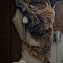 animal, cat, cozy, curled_up, cute, domestic_cat, fleece_blanket, fur, furniture, home, indoor, napping, pet, relaxed, resting, sleeping, soft_texture, tabby, white_paws, wooden_cabinet