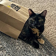 Rubie joined the competition — help win amazing prizes! cat, tortoiseshell, paper_bag, carpet, rug, indoor, pet, animal, curious, feline, ears, eyes, whiskers, paws, playful, hiding, texture, brown, black, yellow