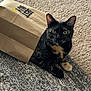 cat, tortoiseshell, paper_bag, carpet, rug, indoor, pet, animal, curious, feline, ears, eyes, whiskers, paws, playful, hiding, texture, brown, black, yellow