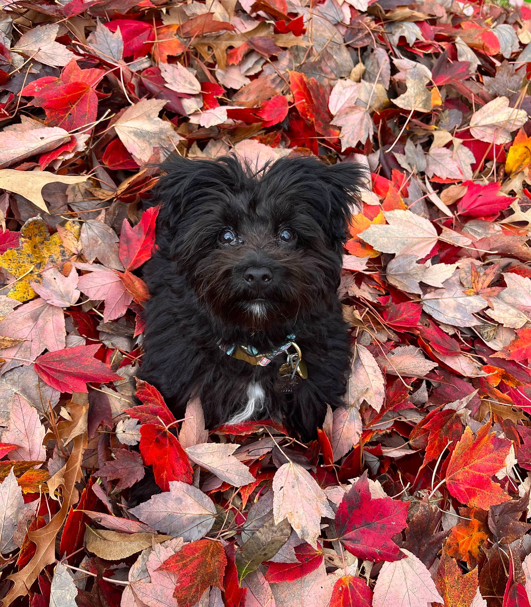 Milo joined the competition — help win amazing prizes! annual_plant, art, autumn, botany, carmine, carnivore, companion_dog, deciduous, dog, dog_breed, groundcover, leaf, maple_leaf, plant, soil, sporting_group, tints_and_shades, tree, woody_plant, working_animal