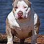 american_bully, dog, muscular, standing, outdoor, water, dirt, brown, white, short_hair, stocky, pet, canine, animal, snout, paw, ears, close_up, nature, portrait