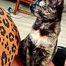 cat, tortoiseshell_cat, indoor, cushion, orange_pattern, wooden_table, floor, water_bottle, pet, feline, curious, sitting, side_profile, animal, cozy, domestic, looking, furniture, home, leopard_print