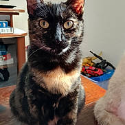 Neige a rejoint le concours — aidez-le/la à gagner de superbes lots ! cat, tortoiseshell, pet, animal, indoor, wooden_table, curious, feline, alert, sitting, fur, whiskers, ears, eyes, home, toys, background, furniture, cozy, domestic