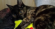 Neige a rejoint le concours — aidez-le/la à gagner de superbes lots ! cat, tortoiseshell, plush_toy, yellow, toy, blanket, wooden_wall, cozy, indoor, pet, animal, fur, claws, cute, wide_eyes, resting, snuggling, comfort, domestic, playful