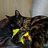 cat, tortoiseshell, plush_toy, yellow, toy, blanket, wooden_wall, cozy, indoor, pet, animal, fur, claws, cute, wide_eyes, resting, snuggling, comfort, domestic, playful