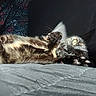 cat, sunlight, fur, whiskers, paw, relaxing, indoor, fabric, floral_pattern, couch, stretching, pet, animal, closeup, daylight, soft_texture, home, resting, yellow_eyes, cozy
