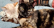 Neige participe au concours pour gagner de l'argent avec cette photo : animal, blanket, cat, chair, cozy, cream_cat, cute, domestic, furniture, home, indoor, kitchen, magnet, paw, pets, refrigerator, relaxing, resting, table, tortoiseshell_cat
