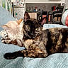animal, blanket, cat, chair, cozy, cream_cat, cute, domestic, furniture, home, indoor, kitchen, magnet, paw, pets, refrigerator, relaxing, resting, table, tortoiseshell_cat