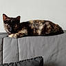 Neige a rejoint le concours — aidez-le/la à gagner de superbes lots ! animal, cat, couch, cozy, domestic, ears, fur, furniture, gray, home, indoor, laying, looking, mammal, pet, relaxed, resting, side_view, tortoiseshell, whiskers