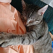 Miss Priss joined the competition — help win amazing prizes! cat, tabby, sleeping, paw, fur, cuddle, peaceful, pet, indoor, closeup, texture, fabric, button, rest, relaxation, animal, whiskers, ear, cute, comfort