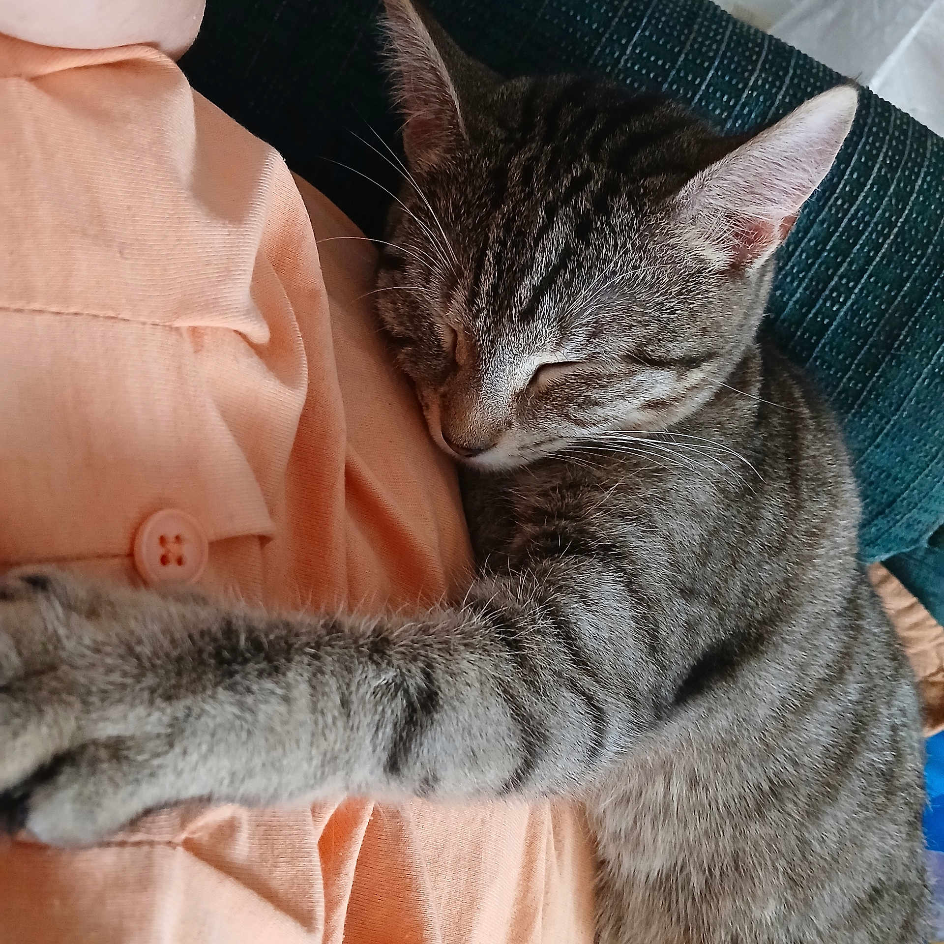 Miss Priss joined the competition — help win amazing prizes! cat, tabby, sleeping, paw, fur, cuddle, peaceful, pet, indoor, closeup, texture, fabric, button, rest, relaxation, animal, whiskers, ear, cute, comfort