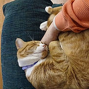 Spidey is registered to the contest to win money with this photo: cat, orange_tabby, sleeping, cushion, pet, domestic_animal, feline, fur, whiskers, collar, resting, cozy, indoor, human_arm, comfort, close_up, cute, relaxation, animal, companion