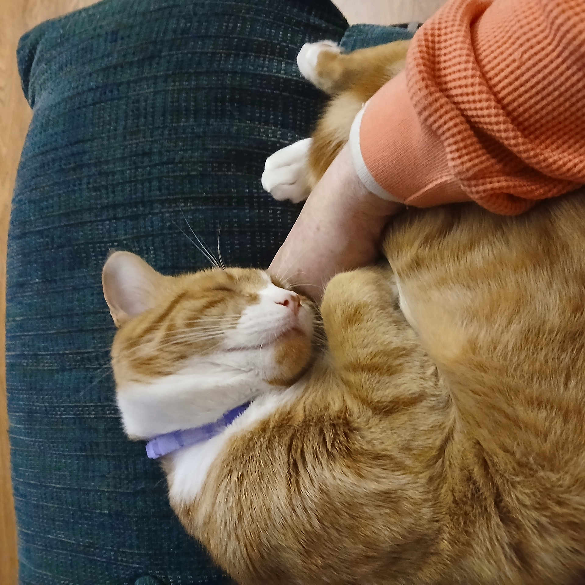Spidey is registered to the contest to win money with this photo: cat, orange_tabby, sleeping, cushion, pet, domestic_animal, feline, fur, whiskers, collar, resting, cozy, indoor, human_arm, comfort, close_up, cute, relaxation, animal, companion