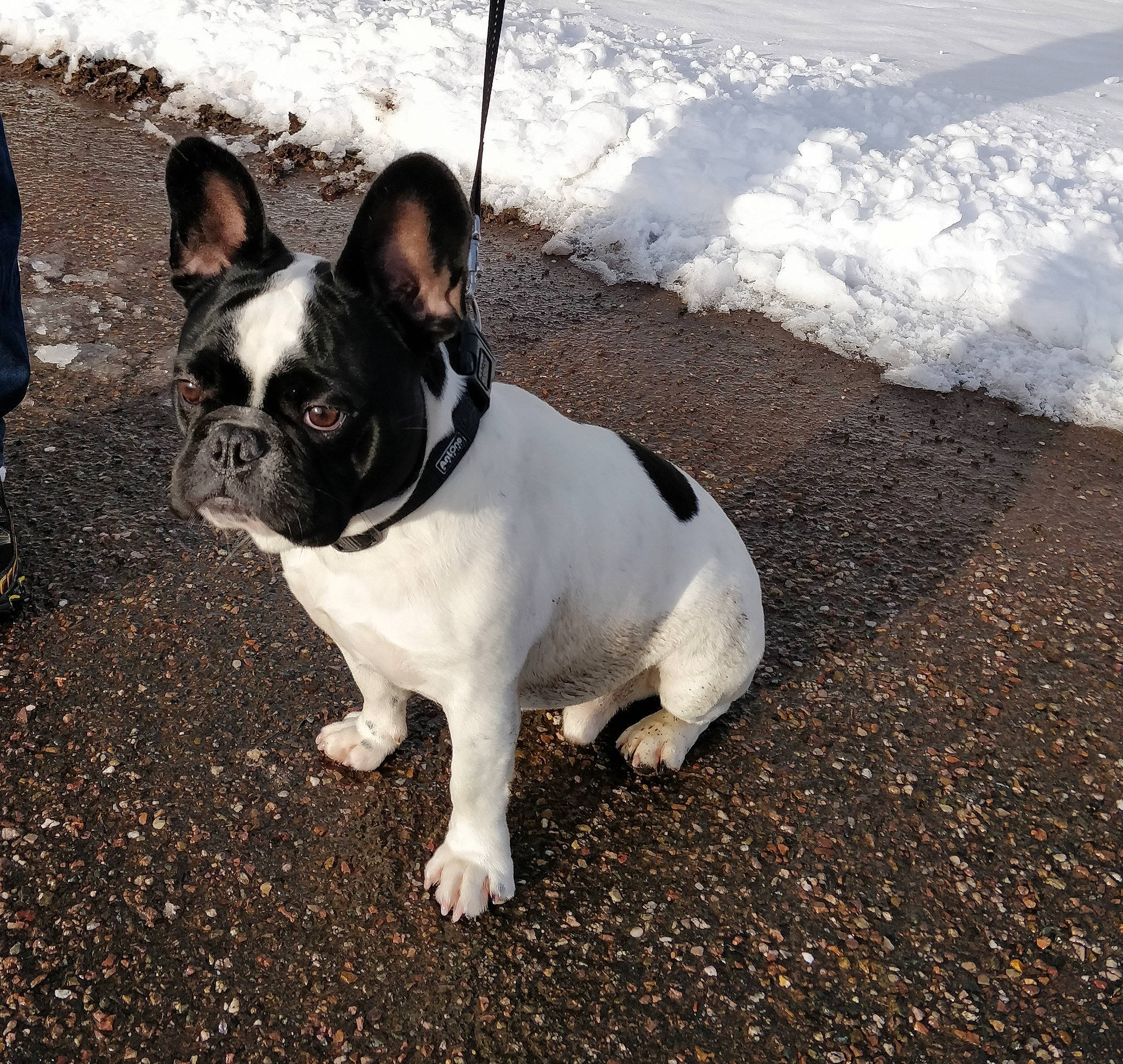 Aslan participe au concours pour gagner de l'argent avec cette photo : bulldog, canidae, carnivore, collar, companion_dog, dog, dog_breed, dog_collar, fashion_accessory, fawn, grass, leash, plant, snout, snow, sporting_group, toy_dog, water, whiskers, working_animal