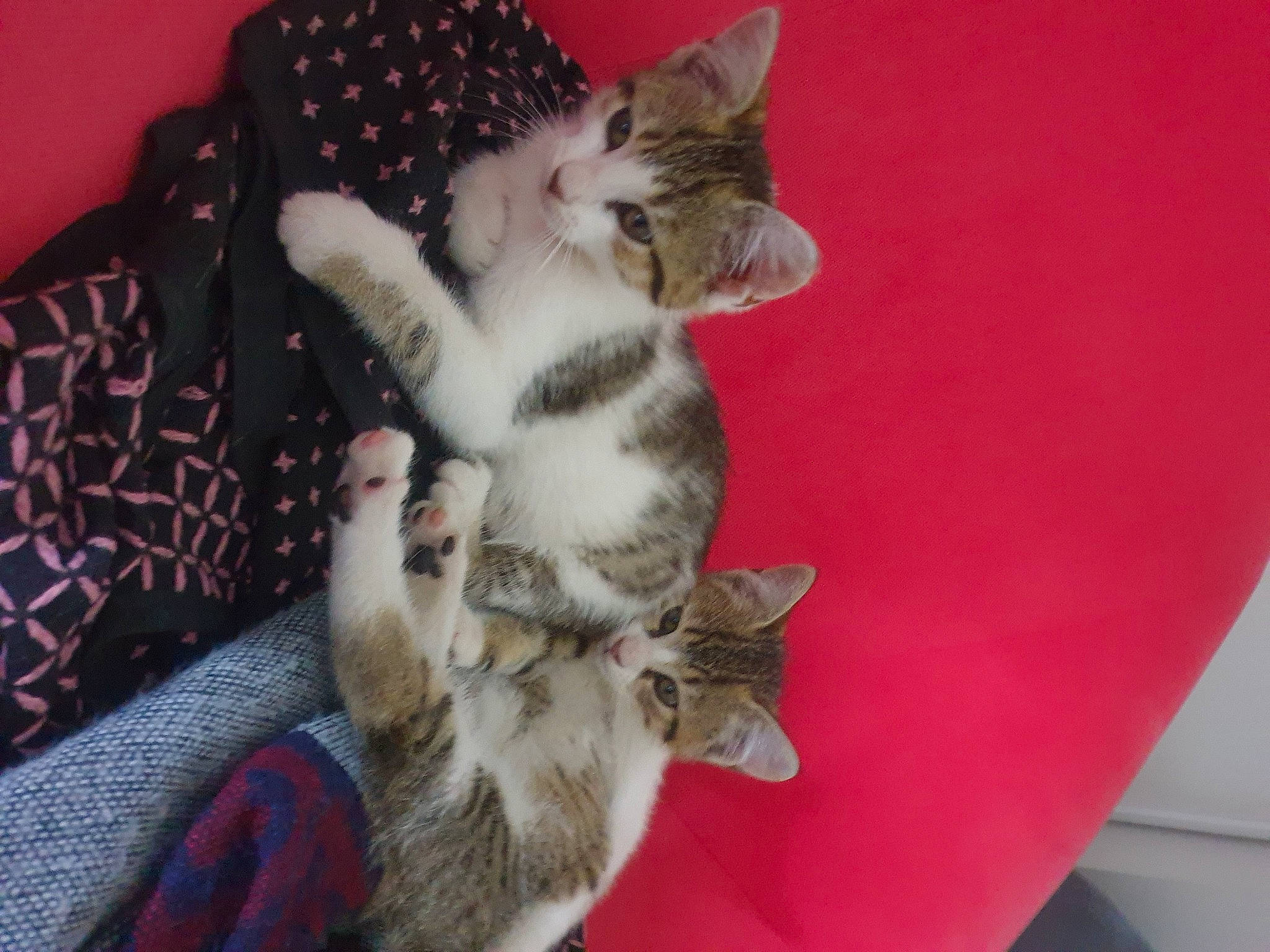 Blue a rejoint le concours — aidez-le/la à gagner de superbes lots ! canidae, carnivore, cat, claw, comfort, dog_breed, domestic_short_haired_cat, felidae, fur, paw, small_to_medium_sized_cats, tail, whiskers