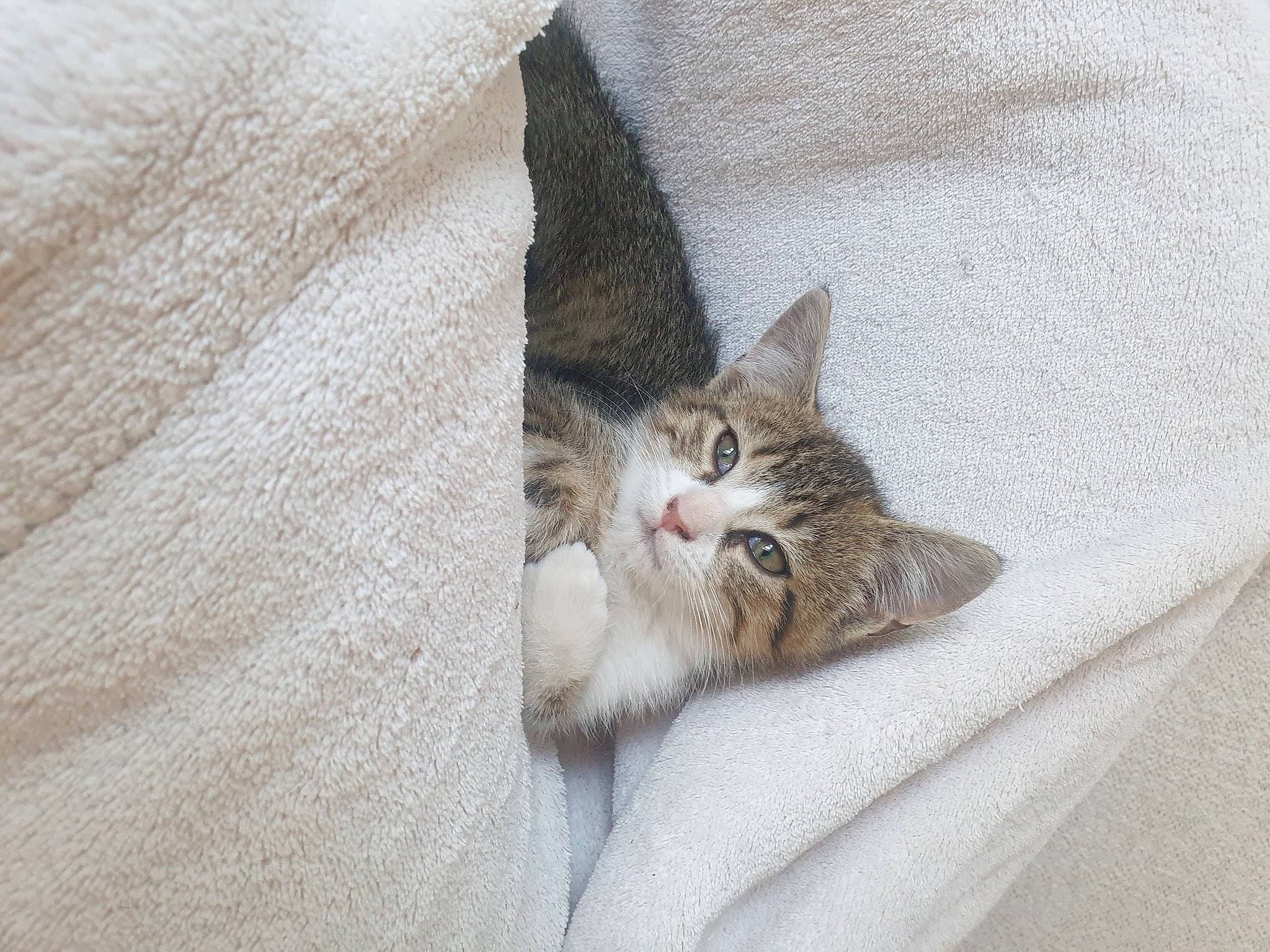 Blue a rejoint le concours — aidez-le/la à gagner de superbes lots ! carnivore, cat, claw, comfort, domestic_short_haired_cat, felidae, fur, grey, linens, nap, paw, sleep, small_to_medium_sized_cats, snout, tail, whiskers