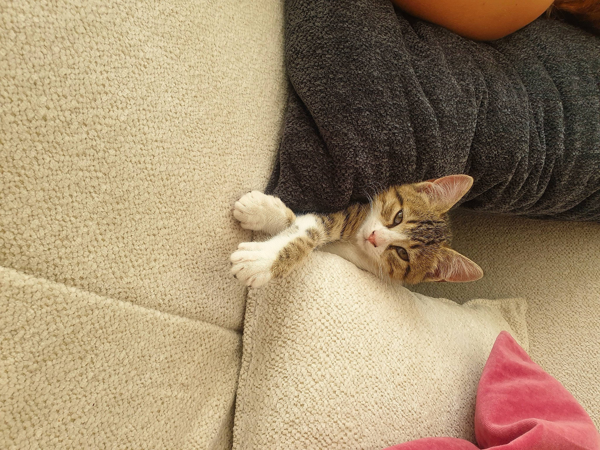 Blue a rejoint le concours — aidez-le/la à gagner de superbes lots ! carnivore, cat, claw, comfort, domestic_short_haired_cat, fawn, felidae, fur, gesture, grey, human_leg, linens, nail, paw, sleeve, small_to_medium_sized_cats, tail, textile, whiskers, wood