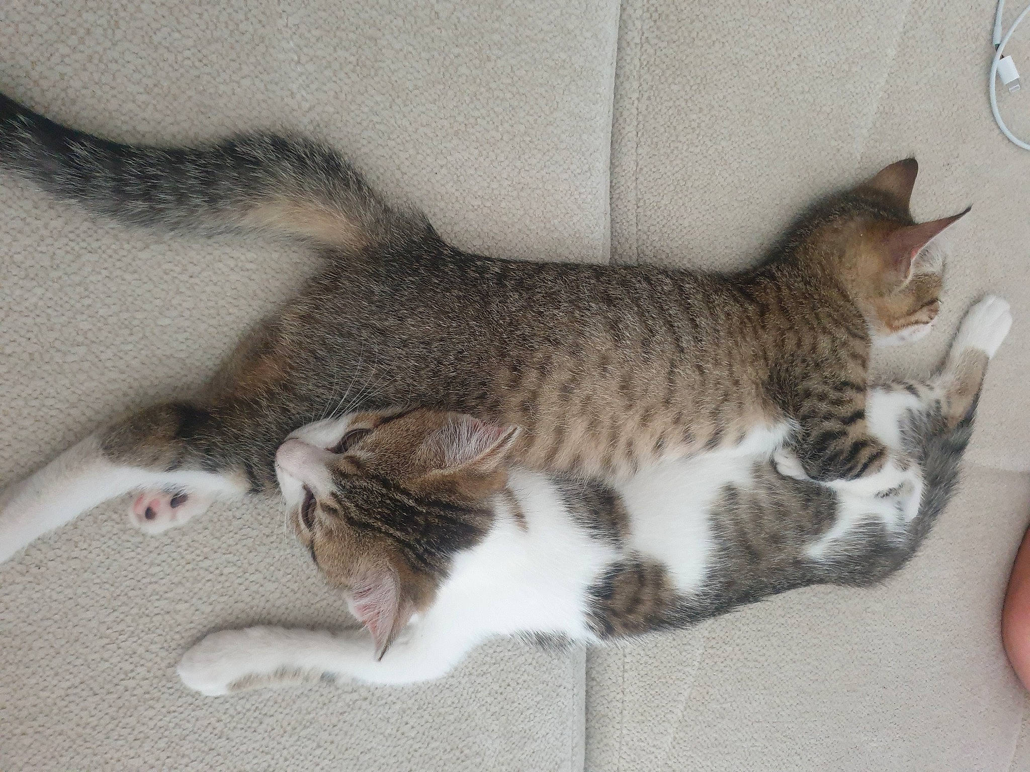 Blue a rejoint le concours — aidez-le/la à gagner de superbes lots ! carnivore, cat, claw, comfort, domestic_short_haired_cat, felidae, fur, grey, paw, small_to_medium_sized_cats, snout, tail, whiskers