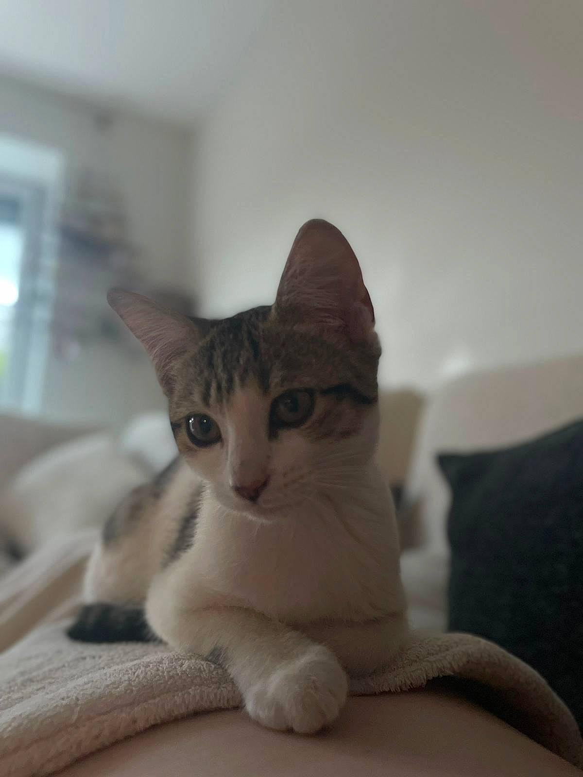 Moon participe au concours pour gagner de l'argent avec cette photo : carnivore, cat, cat_bed, cat_supply, comfort, domestic_short_haired_cat, eye, fawn, felidae, fur, grey, hat, paw, sitting, small_to_medium_sized_cats, snout, tail, whiskers, window, wood