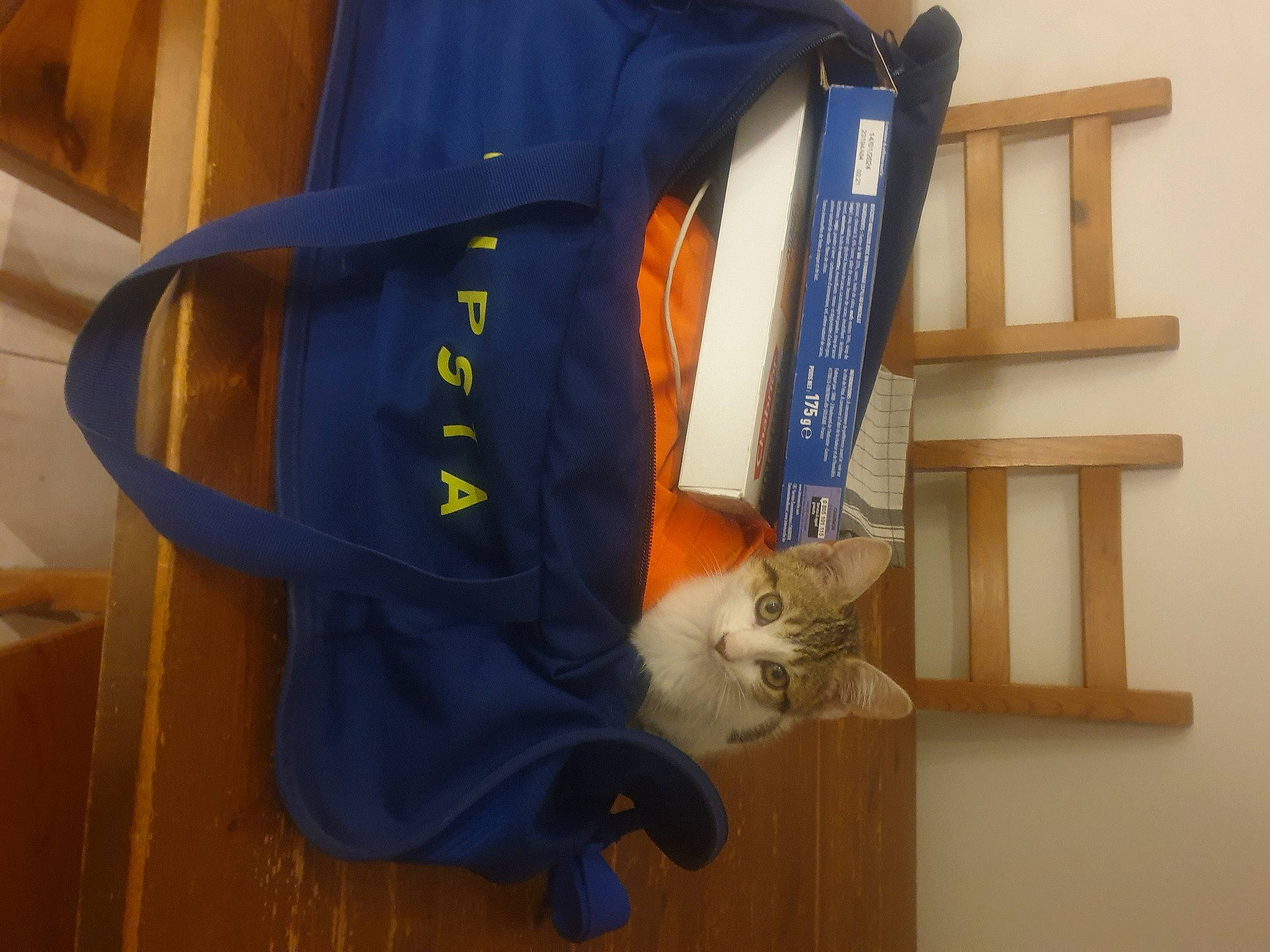 Moon a rejoint le concours — aidez-le/la à gagner de superbes lots ! bag, carnivore, cat, cat_supply, chair, comfort, domestic_short_haired_cat, electric_blue, felidae, flooring, fur, hardwood, luggage_and_bags, pet_supply, room, russian_blue, small_to_medium_sized_cats, tail, whiskers, wood