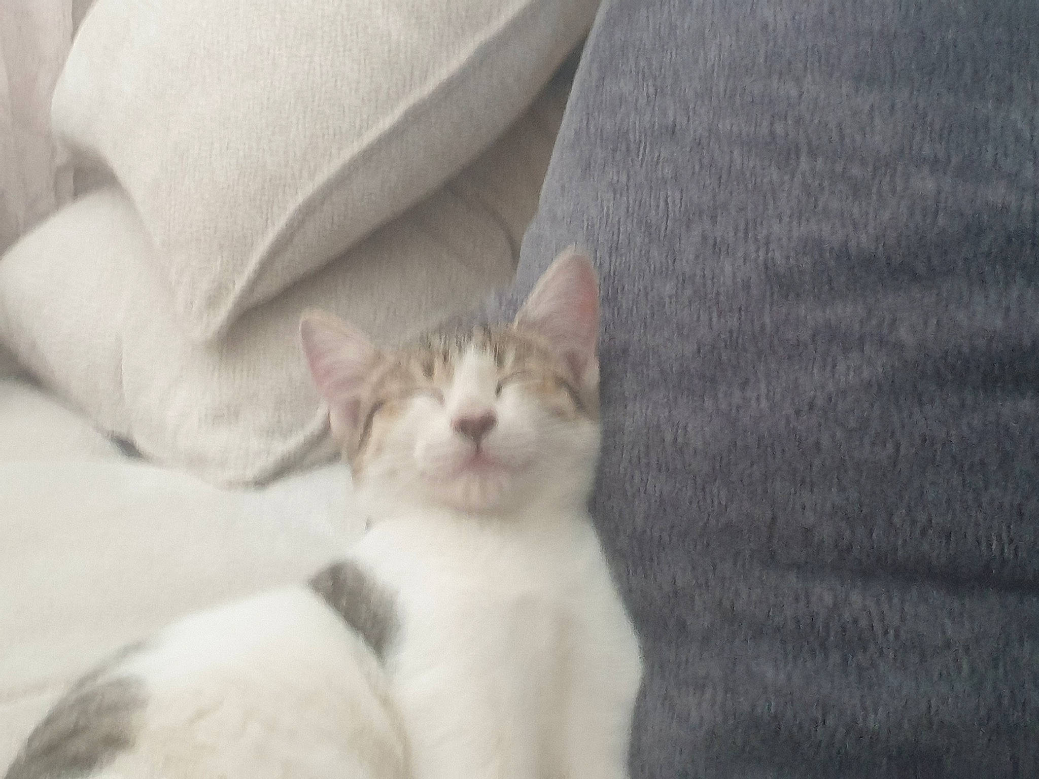 Moon a rejoint le concours — aidez-le/la à gagner de superbes lots ! carnivore, cat, comfort, domestic_short_haired_cat, felidae, fur, linens, sleeve, small_to_medium_sized_cats, snout, terrestrial_animal, whiskers