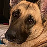 dog, german_shepherd, pet, animal, portrait, close_up, face, eyes, ears, muzzle, black_mask, tan_fur, short_fur, indoors, bed, lying_down, relaxed, alert, warm_lighting, smartphone_screenshot