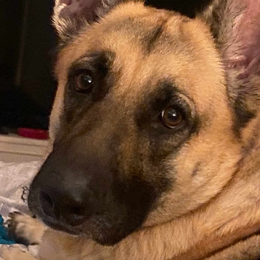 Harley joined the competition — help win amazing prizes! dog, german_shepherd, pet, animal, portrait, close_up, face, eyes, ears, muzzle, black_mask, tan_fur, short_fur, indoors, bed, lying_down, relaxed, alert, warm_lighting, smartphone_screenshot