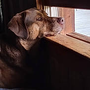 Brody joined the competition — help win amazing prizes! dog, window, wood, indoor, pet, resting, chin, gazing, natural_light, brown_dog, thoughtful, cozy, quiet, contemplative, animal, side_view, daylight, fur, ears, snout