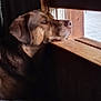 dog, window, wood, indoor, pet, resting, chin, gazing, natural_light, brown_dog, thoughtful, cozy, quiet, contemplative, animal, side_view, daylight, fur, ears, snout