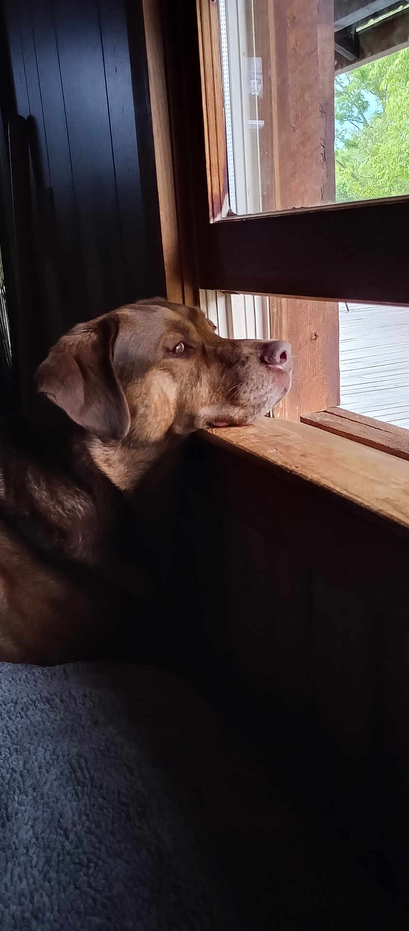 Brody joined the competition — help win amazing prizes! dog, window, wood, indoor, pet, resting, chin, gazing, natural_light, brown_dog, thoughtful, cozy, quiet, contemplative, animal, side_view, daylight, fur, ears, snout