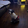 Cookie is registered to the contest to win money with this photo: candles, clothing, cozy, cute, decor, dog, dress, festive, fireplace, gift, holiday, indoor, living_room, pet, present, puppy, sweater, teddy_bear, warm_lighting, wooden_floor