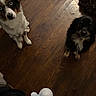 Cookie joined the competition — help win amazing prizes! dog, pets, wooden_floor, indoor, curious, blue_eyes, black_and_tan, fluffy, companion, animal, cute, looking_up, home, domestic, flooring, two_dogs, friendly, mammal, fur, canine