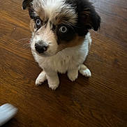Cookie joined the competition — help win amazing prizes! puppy, dog, blue_eyes, fur, sitting, wooden_floor, pet, cute, animal, indoor, young_dog, attention, looking_up, brown, white, black, adorable, small, companion, domestic_animal