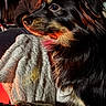 dog, black_dog, tan_markings, side_profile, close_up, blanket, texture, fur, indoors, warm_lighting, cozy, pet, animal, portrait, collar, soft_light, relaxed, companion, shadow, fur_detail