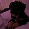 dog, puppy, indoor, dim_lighting, soft_surface, resting, cozy, shadows, purple_light, pink_light, fur, cute, pet, animal, small_dog, sleepy, paws, close_up, low_light, bed