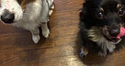 Bear is registered to the contest to win money with this photo: dog, puppy, blue_eye, licking, floor, wooden_floor, drink, ice, red_drink, cup, straw, pet, indoor, waiting, cute, fur, brown, black, white, playful
