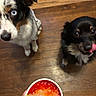 dog, puppy, blue_eye, licking, floor, wooden_floor, drink, ice, red_drink, cup, straw, pet, indoor, waiting, cute, fur, brown, black, white, playful