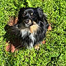 dog, black_dog, fluffy, long_hair, outdoor, grass, greenery, sunlight, pet, animal, nature, sitting, cute, fur, small_dog, garden, canine, adorable, portrait, daylight