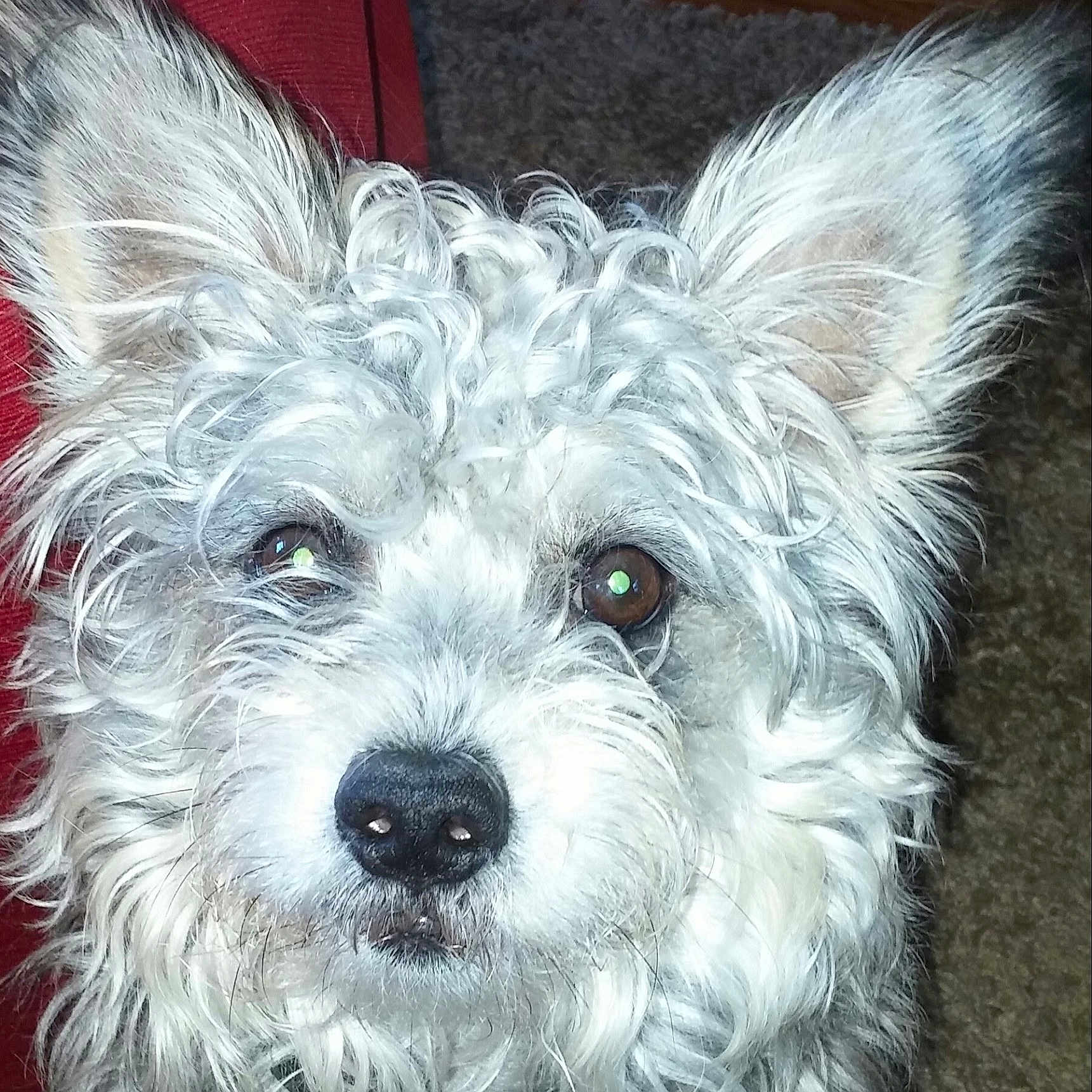 Oscar