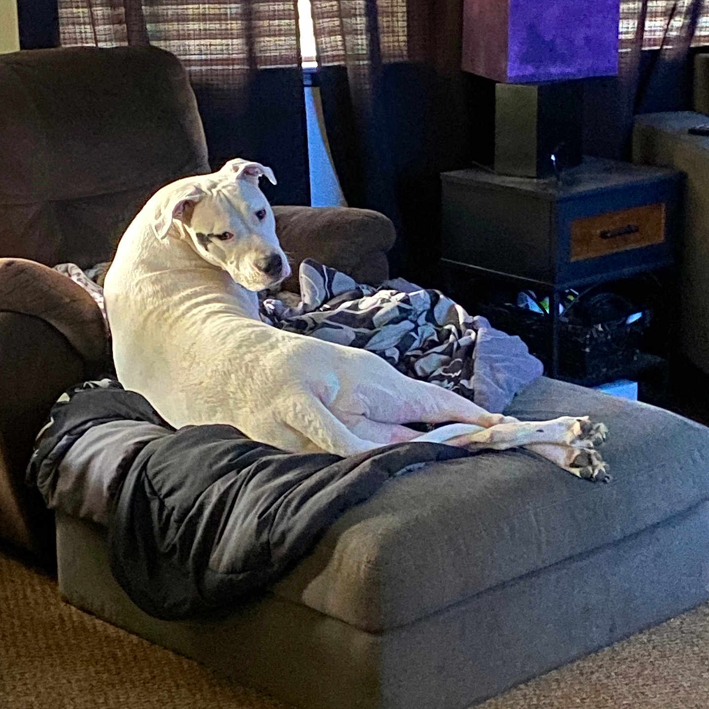 Piper P Pippens joined the competition — help win amazing prizes! animal, canine, chaise, couch, cushion, dog, dogbed, furniture, greatdane, homedecor, person, pet, puppy
