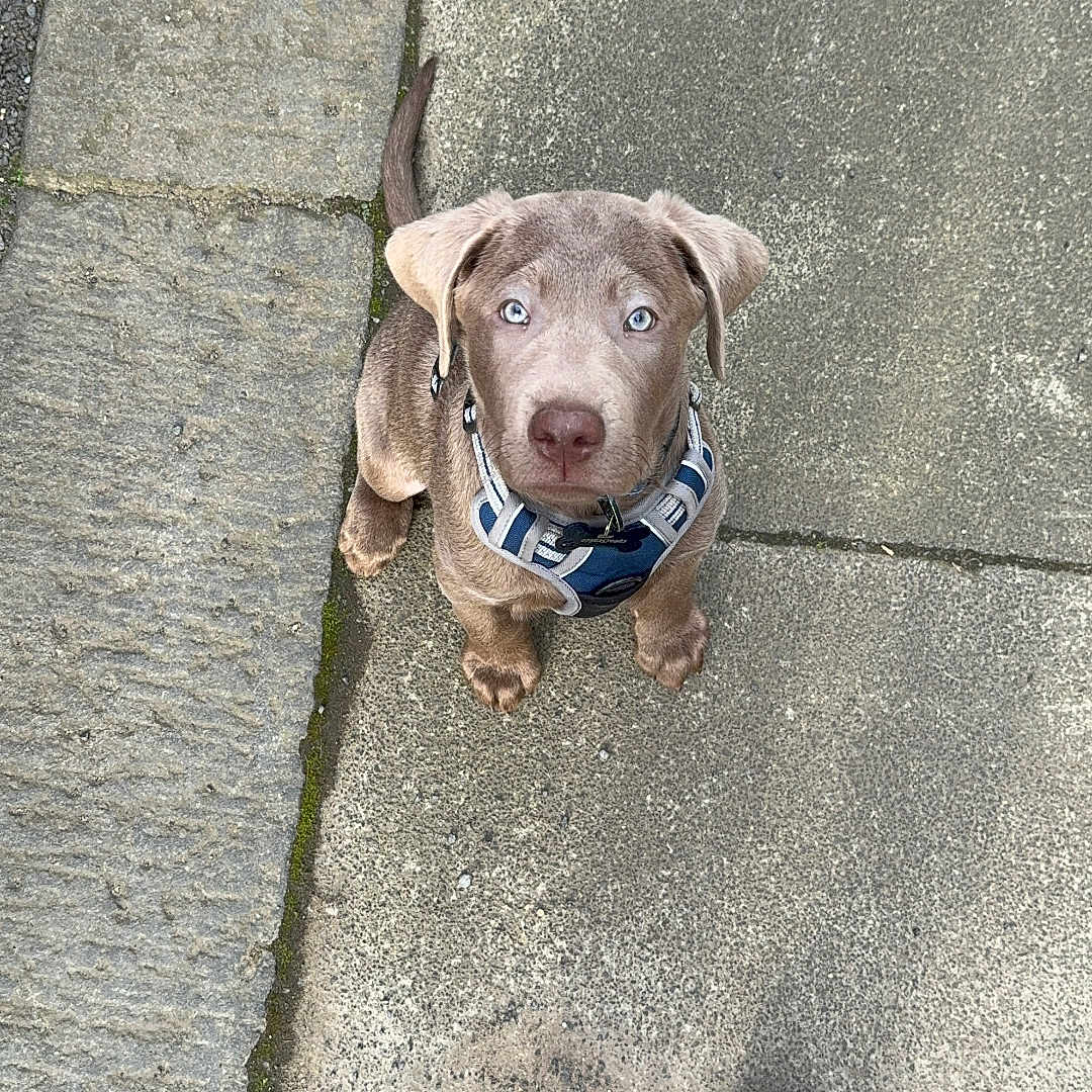 Blue joined the competition — help win amazing prizes! animal, canine, clothing, dog, flagstone, footwear, hound, pants, path, person, pet, puppy, runningshoe, sandal, shoe, sidewalk, slate, sneaker, suede, walkway