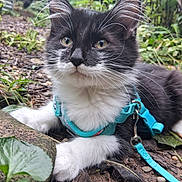 Furgurton joined the competition — help win amazing prizes! cat, kitten, black_and_white, harness, outdoor, nature, greenery, leaf, dirt, whiskers, animal, pet, young, curious, closeup, feline, small, lying_down, ground, flora