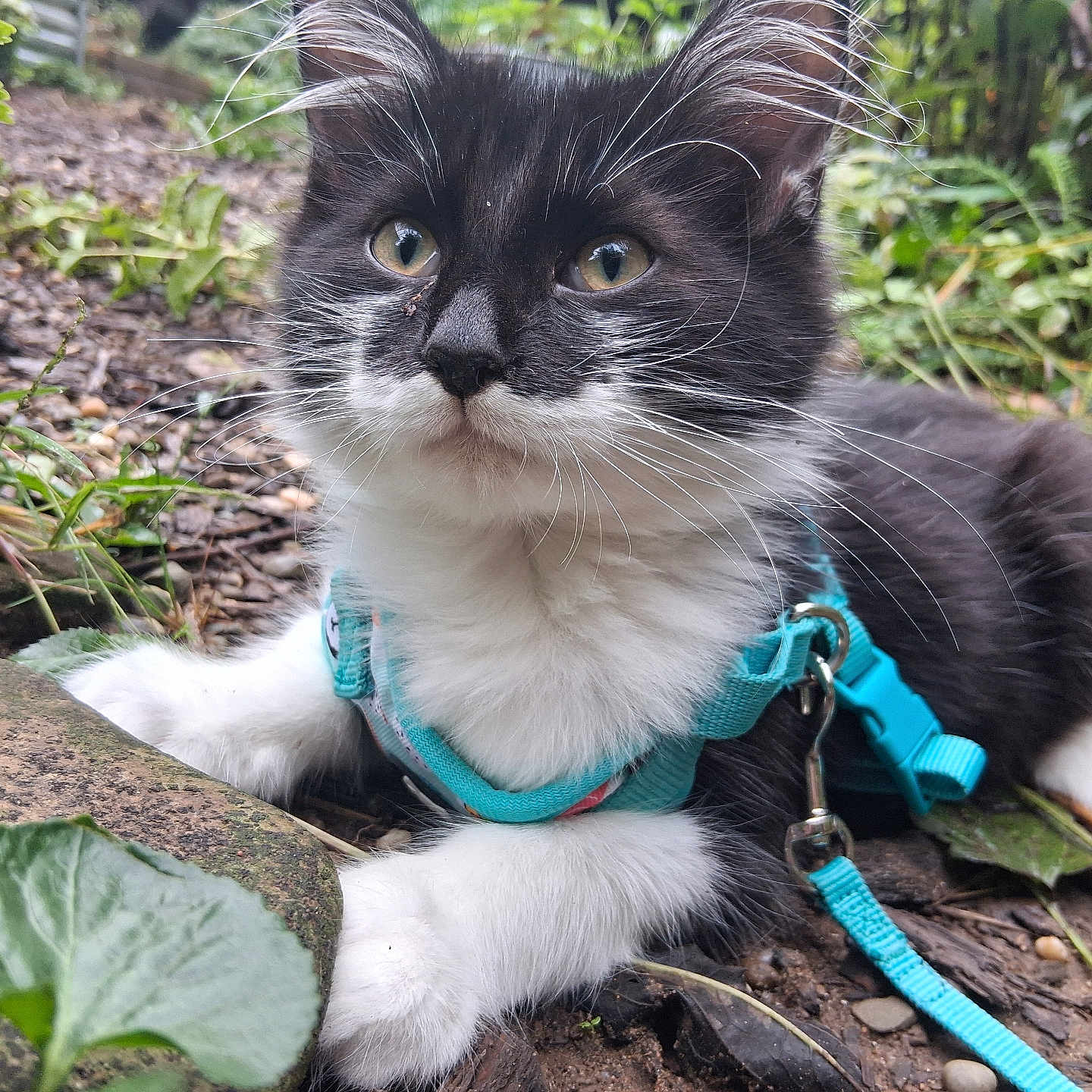 Furgurton joined the competition — help win amazing prizes! animal, black_and_white, cat, closeup, curious, dirt, feline, flora, greenery, ground, harness, kitten, leaf, lying_down, nature, outdoor, pet, small, whiskers, young