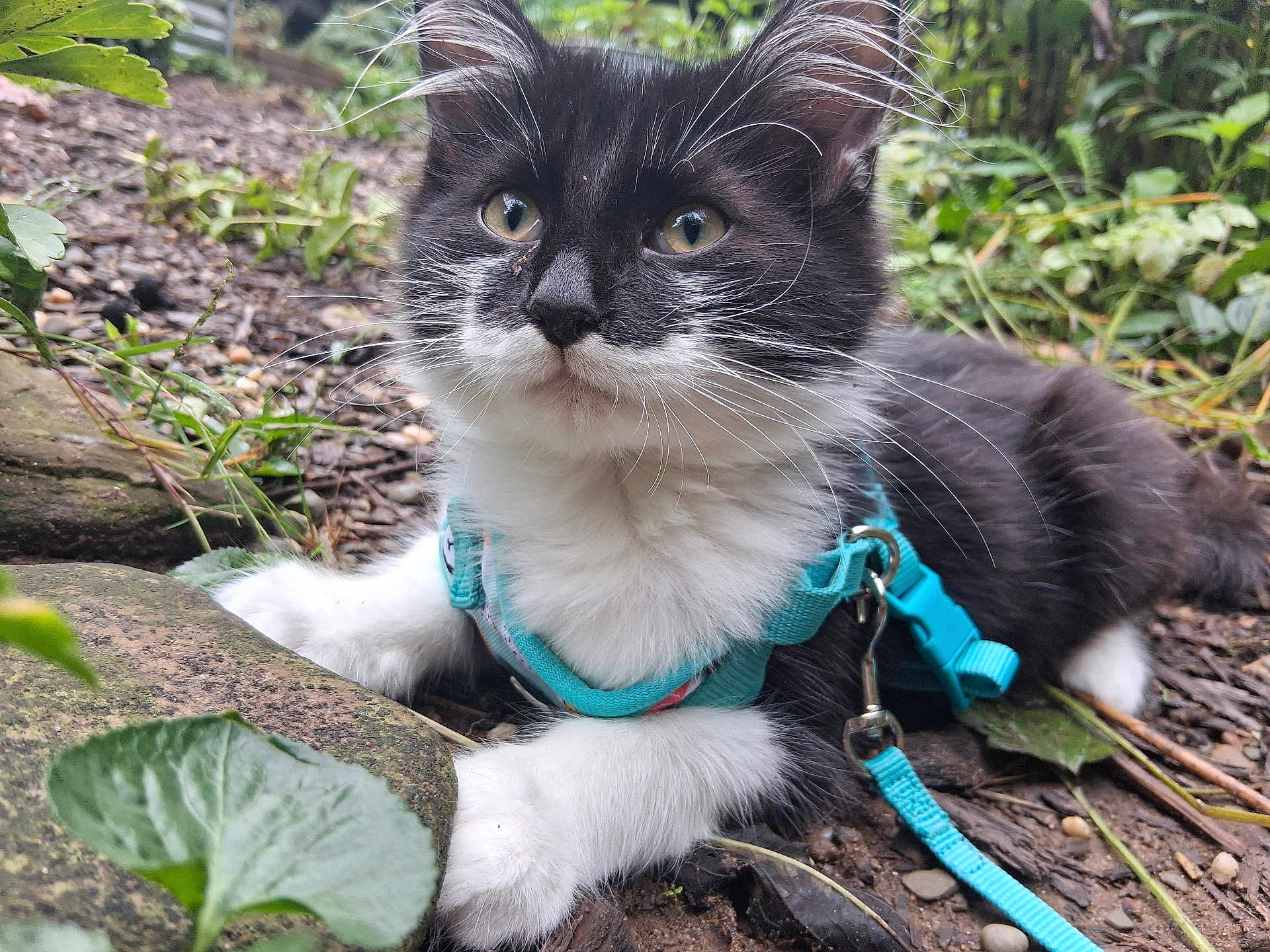 Furgurton joined the competition — help win amazing prizes! cat, kitten, black_and_white, harness, outdoor, nature, greenery, leaf, dirt, whiskers, animal, pet, young, curious, closeup, feline, small, lying_down, ground, flora