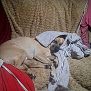 Bear joined the competition — help win amazing prizes! animal, blanket, cat, chair, couch, cozy, dog, fabric, fluffy_cat, furniture, gray_blanket, home, indoor, lying_down, nap, pets, red_clothing, resting, sleeping, tan_dog