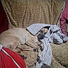 animal, blanket, cat, chair, couch, cozy, dog, fabric, fluffy_cat, furniture, gray_blanket, home, indoor, lying_down, nap, pets, red_clothing, resting, sleeping, tan_dog